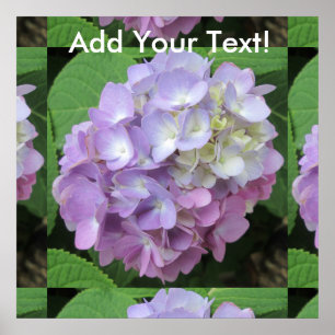 Poster Flor colorida do Hydrangea