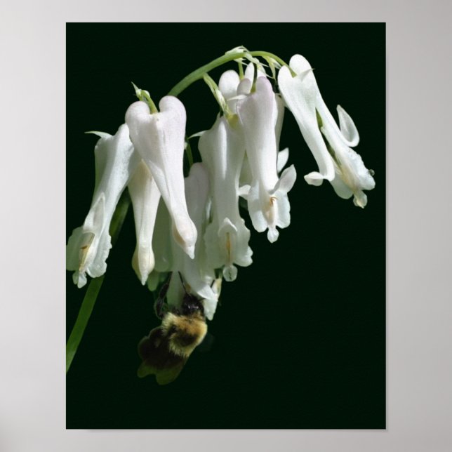 Poster Flor Columbina Branca E Abelhas (Frente)