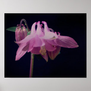 Poster Flor Columbina Rosa Intenso Fechar