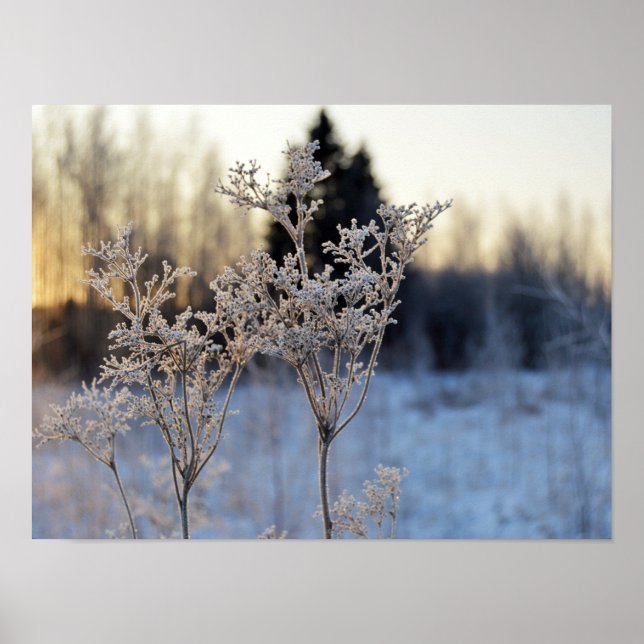 Poster Flor congelado (Frente)