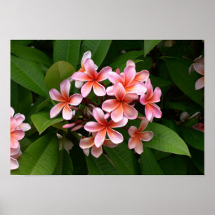 Póster Flor cor-de-rosa bonita do Plumeria