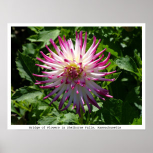 Póster Flor Cor-de-rosa-Branca de Spikey na ponte das