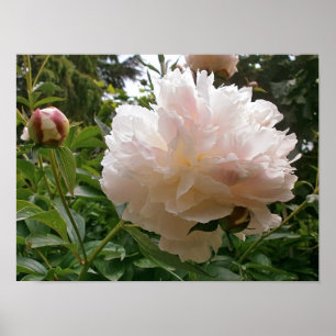 Póster Flor cor-de-rosa da peônia