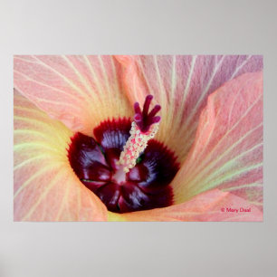 Póster Flor cor-de-rosa de Hau