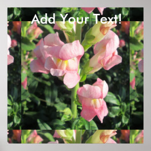 Póster Flor cor-de-rosa de Snapdragon
