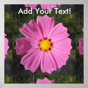 Póster Flor cor-de-rosa do cosmos