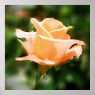 Póster Flor cor-de-rosa do vintage