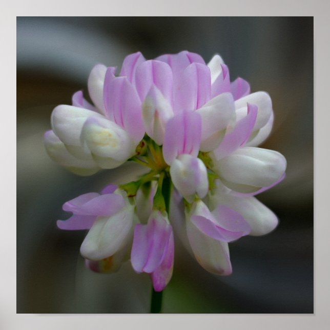Póster Flor Cor-De-Rosa E Branco Fechar (Frente)