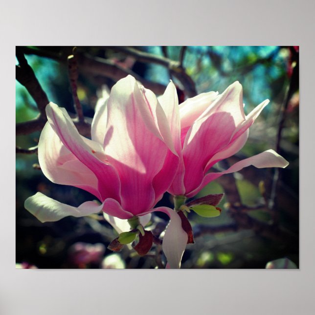 Poster Flor cor-de-rosa Flor Fecha Fecho (Frente)