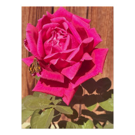 Póster Flor Cor-de-rosa rosa rosa-rosa colorido