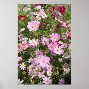 Poster Flor Cosmos (Bidens Formosa). Kirkwood