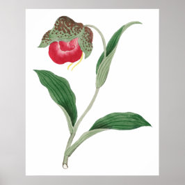 Poster flor Cypripedium, arte japonesa vintage