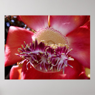 Poster Flor da árvore da bala de canhão