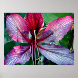 Poster Flor da árvore de orquídea de Hong Kong