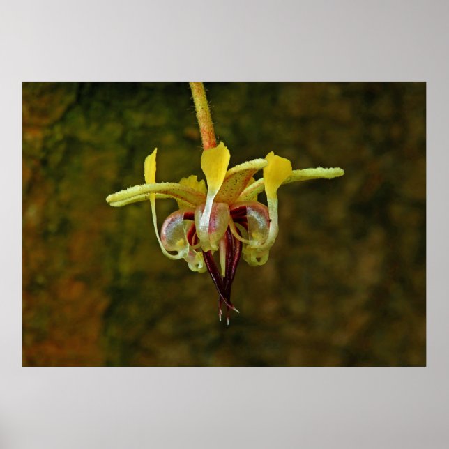 Poster Flor da Árvore do Cacao (Frente)