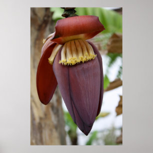 Póster Flor da banana