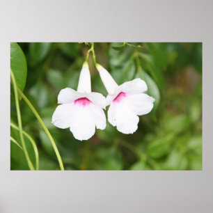 Poster Flor da Campainha de Casamento
