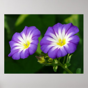 Poster Flor da corriola