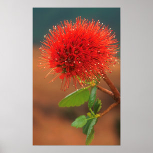 Póster Flor da escova de fundo de Natal (Greyia Sutherlan
