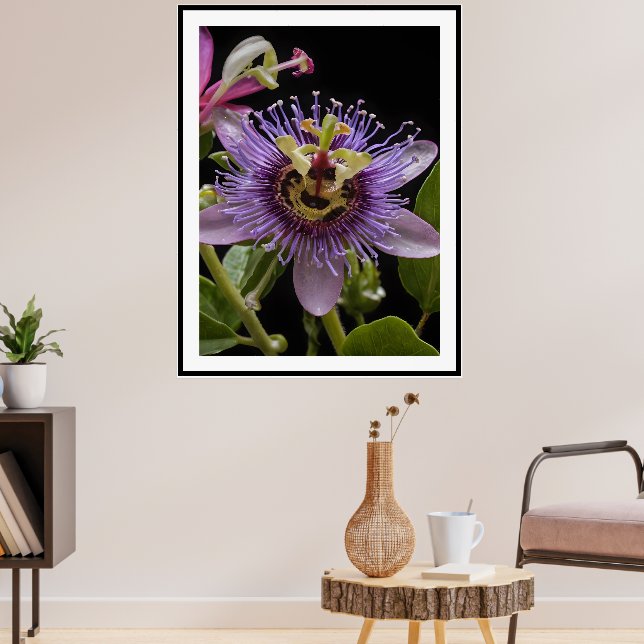 Poster Flor da Fruta da Paixão Roxa, (Sala de Estar 3)