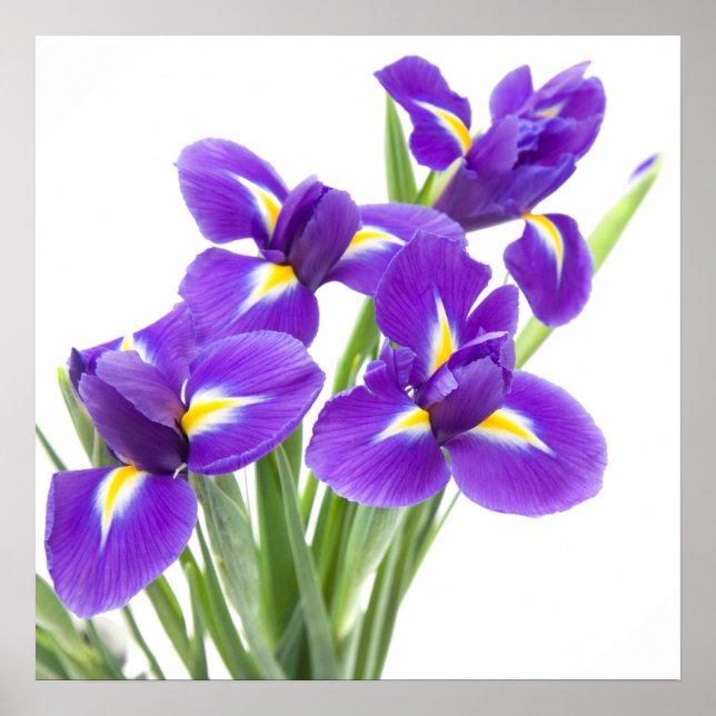 Poster flor da íris púrpura (Frente)