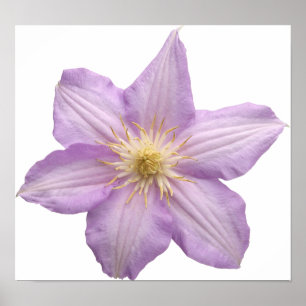 Póster Flor da lavanda