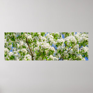 Poster Flor da maçã de caranguejo