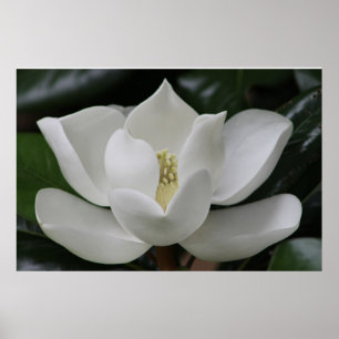 Póster Flor da magnólia no terreno de Blacksburg