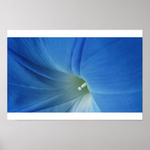 Póster Flor da manhã