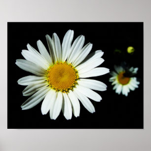 Poster Flor da margarida