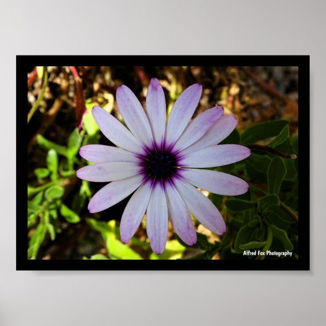 Poster Flor da Margarida Africana Branca (Frente)