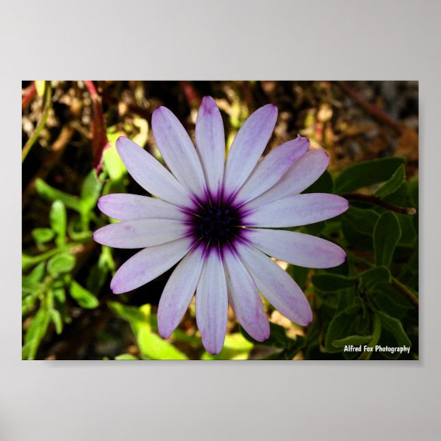 Poster Flor da Margarida Africana Branca (Frente)