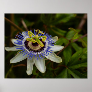 Poster Flor da Paixão Comum