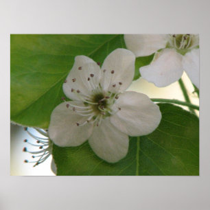 Póster Flor da pera de Bradford