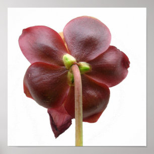 Póster Flor da planta de jarro do purpurea do Sarracenia