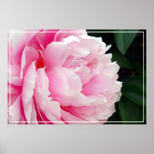 Poster Flor da Poster-Peônia