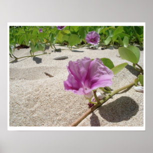 Póster Flor da praia