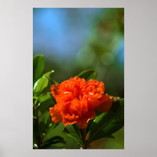 Póster Flor da romã