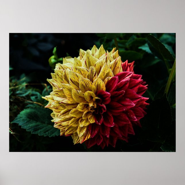 Póster Flor Dahlia (Frente)