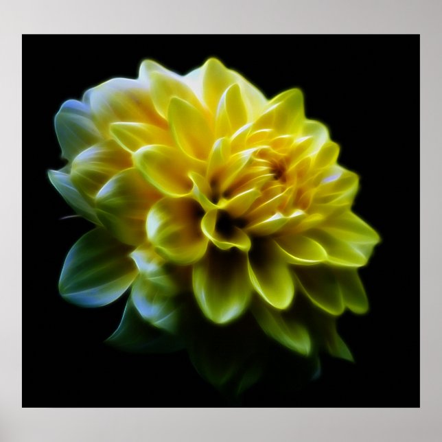 Póster Flor Dahlia e significado (Frente)