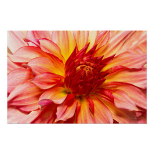Póster Flor - Dahlia - Tomada de fôlego da natureza