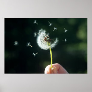 Poster Flor Dandelion