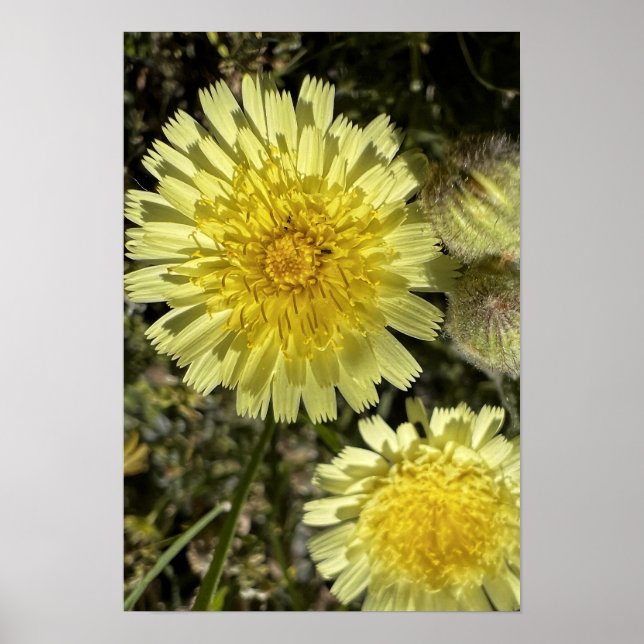 Poster Flor Dandelion (Frente)