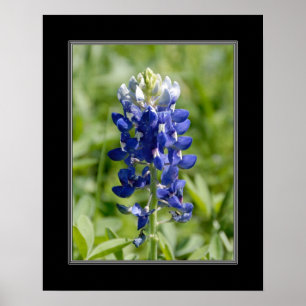 Póster flor de 16x20 Texas Blubonnet