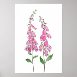 Poster Flor de 2 luvas de foxas rosa