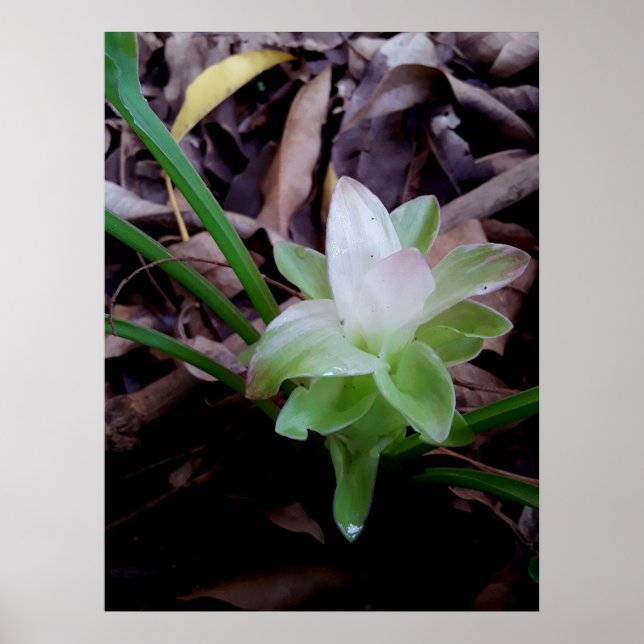 Poster flor de açafrão da-terra (Frente)