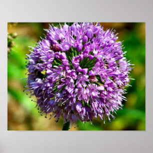 Póster Flor De Alho Roxo Em Sangue