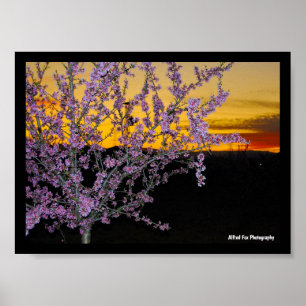 Poster Flor de Amêndoa Rosa no Céu Amarelo