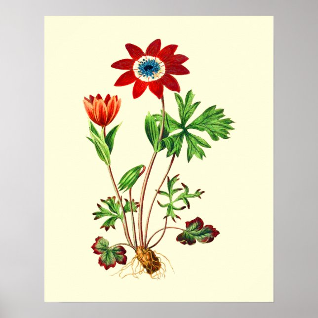 Poster Flor de Anêmona Estrela Vintage (Frente)