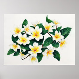 Poster Flor de Aquarela Branca Frangipani